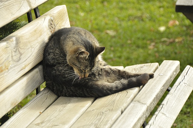 牛的猛烈攻